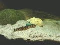 Kuhli loach in a fishtank / Geflecktes Dornauge [2/2]