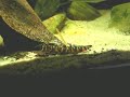 Kuhli loach in a fishtank / Geflecktes Dornauge [2/2]