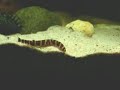 Kuhli loach in a fishtank / Geflecktes Dornauge [2/2]
