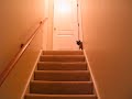 KITTEN FALLS DOWN A FLIGHT OF STAIRS!!!!!