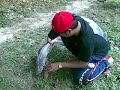 ikan patin kolam D Mahkota