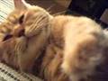 続 固まり猫
