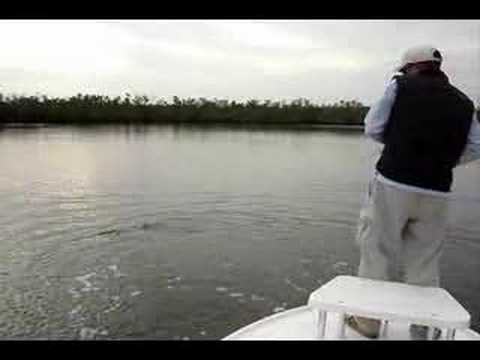 Fly Fishing Everglades Tarpon