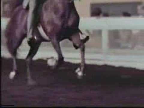American Saddlebred horse at the ...