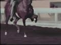 American Saddlebred horse at the Rack - Slow Motion
