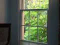Dinka Lady Cardinal hit windows again