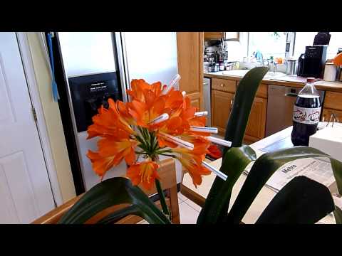 how to fertilize clivia