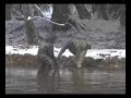Winter Steelhead Fly Fishing