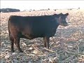 Pohlman 602s Pohlman 602s