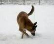 Tiere im Schnee / Animals in the snow