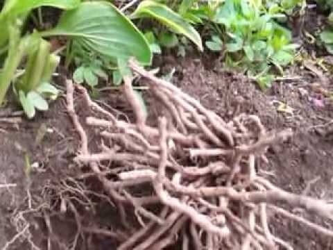 how to dig up and transplant ferns