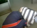 Yacare chileno vs skull