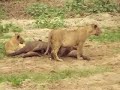 ATTAQUE d'un troupeau de zèbres par des lionnes