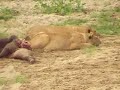 TANZANIE - Parc National de Tarangire :2 attaques infructueuses d'un troupeau de zèbres par un groupe de 14 lionnes.13 juillet 2008