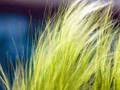Wild is the wind