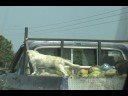 Perro Playero