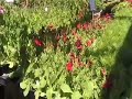 Vital Flower Garden Tip - Gardening With Insightful Nana Vital Flower Garden Tip - Gardening With Insightful Nana