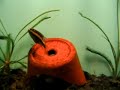 Cichlid Babies
