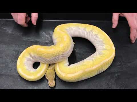 YouTube reptile video