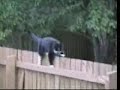Funny cat Funny cat