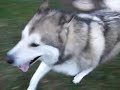Alaskan Malamute