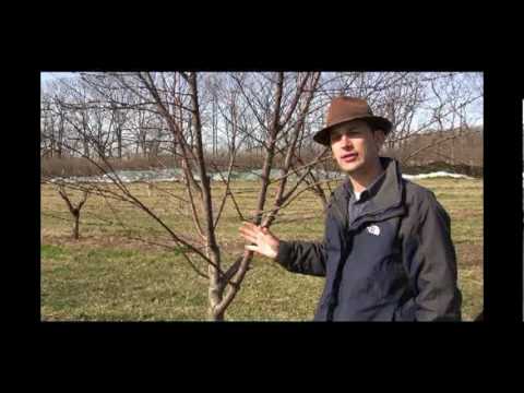 how to prune an apple tree video