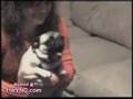 Pug video