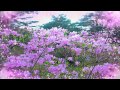 立待月 北野まち子 カバー 立待月