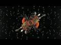 Oi Va Voi Yuri Official Music Video and Lyrics