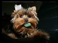 Yorkshire terrier, oops did it again Yorkshire terrier, oops did it again