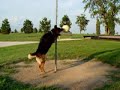 Recon our dog playing tetherball. Tribute Recon our dog playing tetherball. Tribute