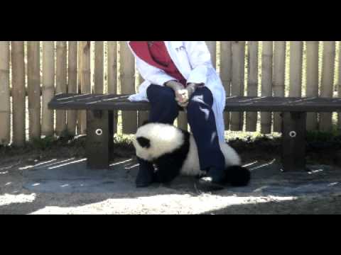 Reina de España jugó con dos crías de oso panda en zoológico de Madrid