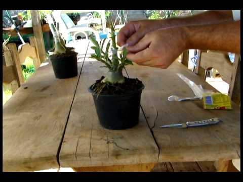 ENXERTIA EM ADENIUM OBESUM, ADENIUM GRAFTING