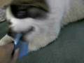 videos de Matildaaa