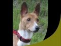 Emaciated Basenji Story