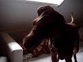 Youtube Vizsla