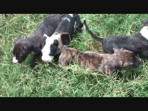 bandog