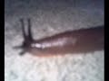 Videos On My Camera Phone Prt 3: Slugs Are Slow