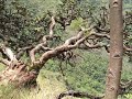 Kodaikanal's wonderful landscape - Kodaikanal