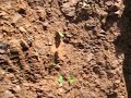 Ants Ate My Plants