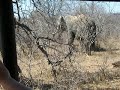 Elephants in Tshukudu Private Game Reserve