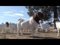 Pacifica Boer Goat Stud Nsw Australia