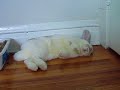 flop!