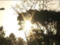 videos de arvores