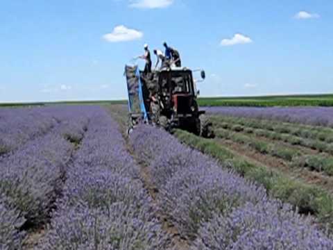 how to harvest and use lavender