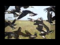 Chocolate Starfish - Mountain