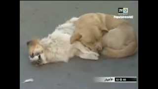 فيديو مشهد مؤثر جدا لكلب يودع رفيقته فى الصين