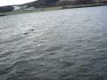 videos de sean with a dolphin