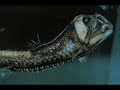 Peces abisales espectaculares [1/2]