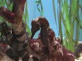 Monterey Bay Aquarium